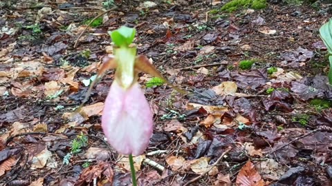 Lady Slipper