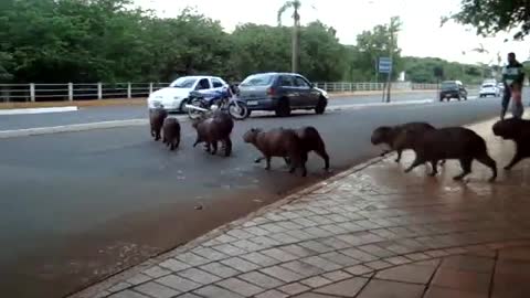 Giant rats crossing the street