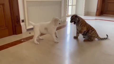 Soo funny 😍 little cute puppy 🐕 vs baby tiger 🐅