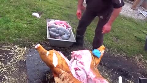 Remake / proper butchering of a pig / sledgehammer in action