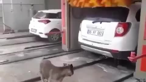 Dog massage thanks to car wash technology