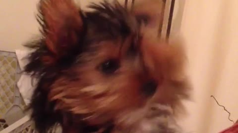 Brown yorkie dog held by owner scratches head and sticks tongue out