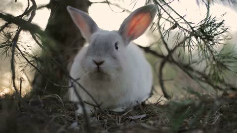 White rabbit in a summer forest