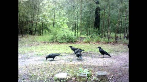 Southeast Texas Backyard Wildlife 107