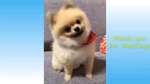 Cute Pets And Funny Animals Compilation number 1