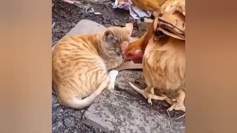 Funny Cats Compilation, Funny Cute Cats | funny video |