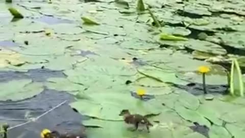 Baby ducks running on lily pads.