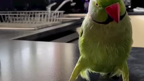 Adorable parrot