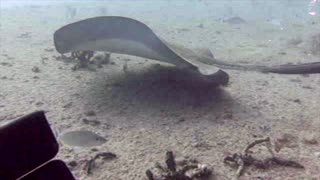 Stingray passing gas