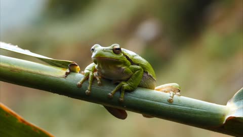 Frog enjoying natural beauty