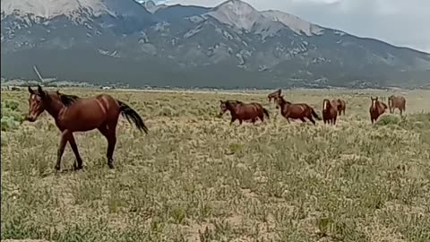 Rocky Mountain Horses