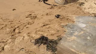 Goanna Goes for a Stroll Along Beach