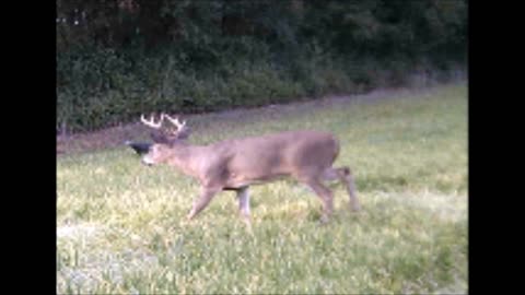 Fred Zeppelin 2021, Nice Buck Hogs The Camera's