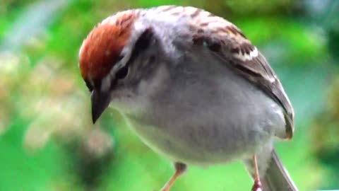 Chirping Sparrows