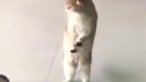 Funny cats dancing😂🤣 really cute video 2021###