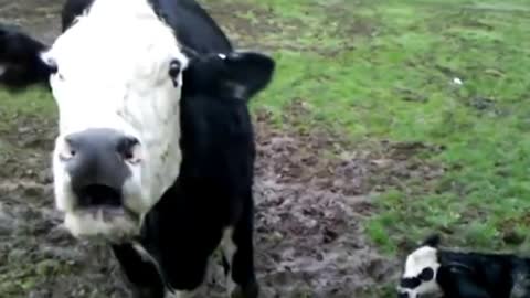 Angry Cow Protects New born Calf