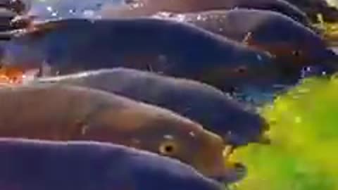 Lovely Friendly Flock of Fish