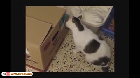 Cats and Kittens Like Hiding - Funny Cats Short Video