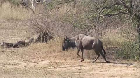 Hippos saved the meal for another predator, we humans enjoy it easier than wild animals.