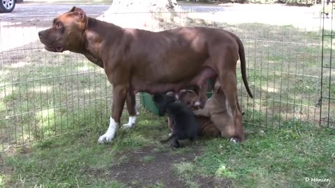 Pitbull mom growls at her puppies