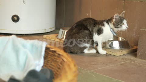 Hungry cat eating from a bowl. Shot from behind