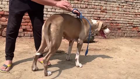 World's biggest Dogs Indian Royal Breed Bully Kutta