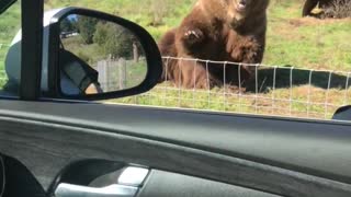 Bear Waves Back at Humans