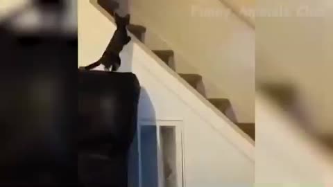 Cat was sliding on stairs