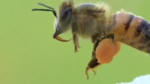 HONEYBEES SPIT OUT A DROP OF NECTAR MID-FLIGHT AND PASS IT TO THE BACK LEGS TO HELP STICK THE POLLEN TO THE SACS