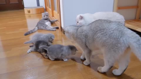 The kitten approaching the daddy cat to play with him was so cute