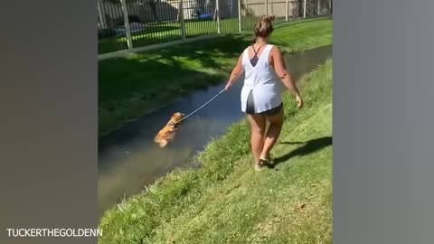 Funniest Dogs Playing with Water Compilation