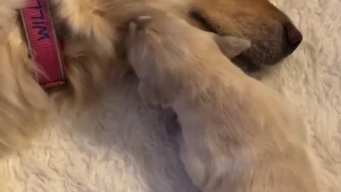 New Golden Mama Having A Warm Cuddly Moment With Her Puppy