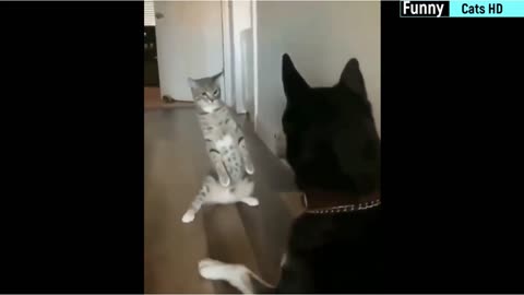 Cat Slaps A German Shepherd