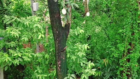 Beautiful mango tree after rain