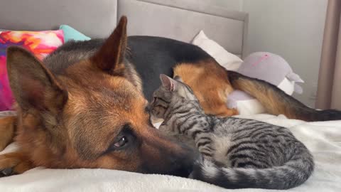 What does a German Shepherd do when a Cat ignores him