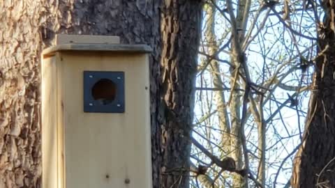 Philbert (aka Filbert the Nut) takes over the Flicker House