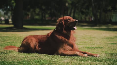 The dog is now resting in the field after playing with its owner (new dog video)