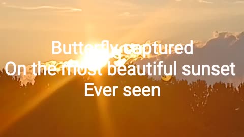 Butterfly captured on the most amazing sunset