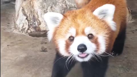 Look at this cute red panda 🐼🐼🐼😍😍😍😍