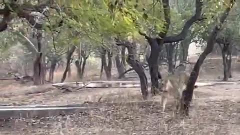 Dog Vs Lion Viral Video: