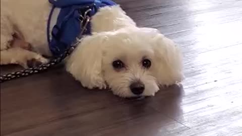 Cute Maltese Dog Enjoying AC on a Hot Summer Day