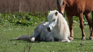 A small horse contemplates life, it's beautiful