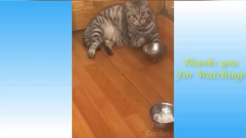 funny videos of cats and dogs (5/10)