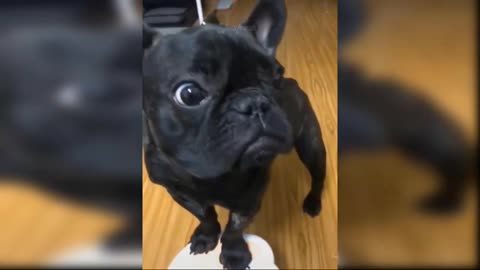 Cute baby dog's funny moments 😄