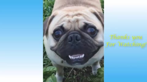 Cute Pets and Funny Animals Compilation - Pets Garden funny