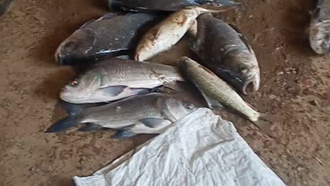 My village pond fish