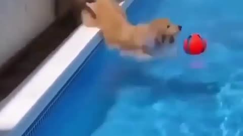 Funny Dogs Love Swimming