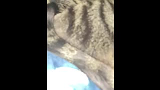 Cat Snoring