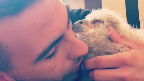 Baby Owl Preciously Cuddles With Its Owner