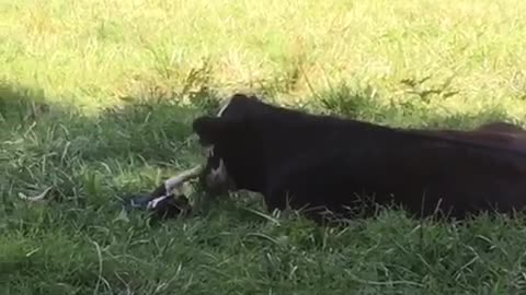 Cat playing in grass with cow